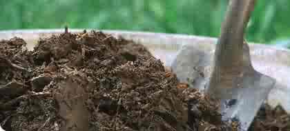Manure